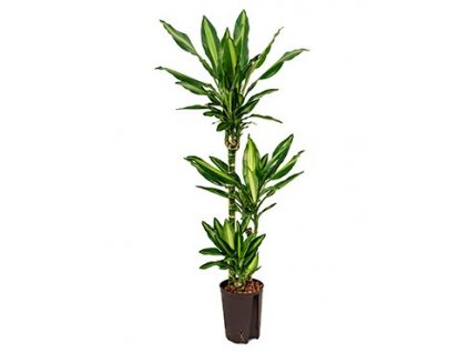 Dracaena cintho