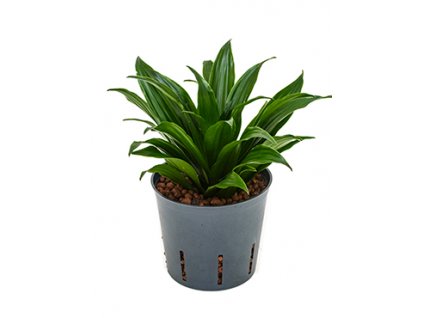 Dracaena compacta