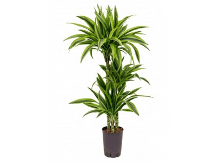 Dracaena lemon lime