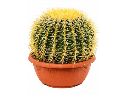 Echinocactus grusonii