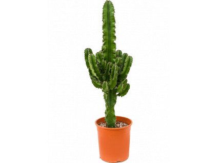 Euphorbia erytrea zeminová rostlina