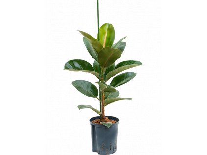 Ficus elastica Robusta