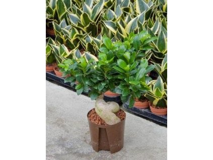 Ficus microcarpa ginseng