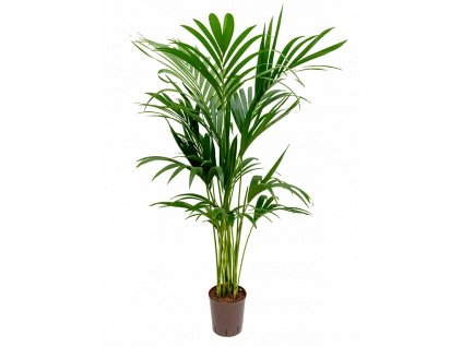 Kentia (howea) forsteriana