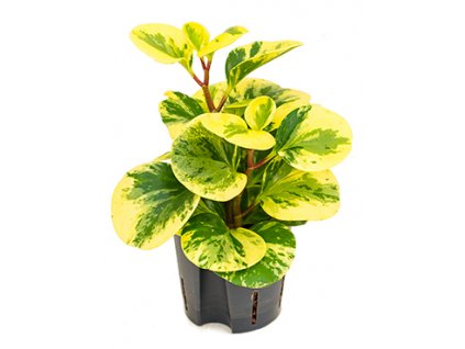 Peperomia green gold variegata