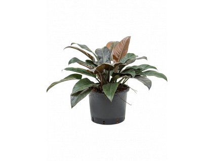 Philodendron imperial red