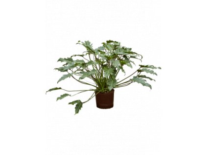 Philodendron xanadu
