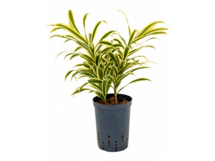 Pleomele song of india