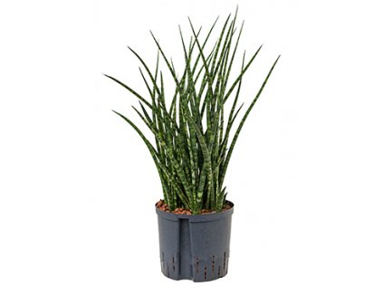 Sansevieria fernwood