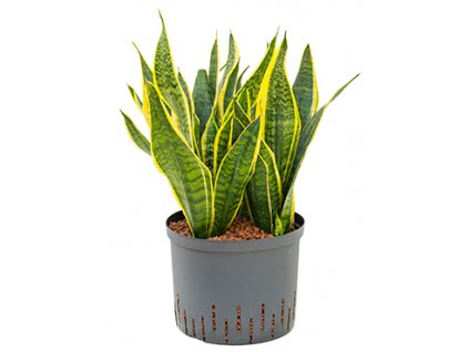 Sansevieria futura superba