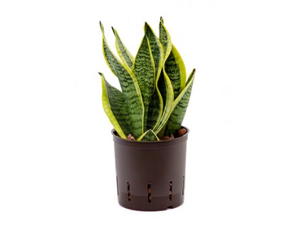 Sansevieria futura superba