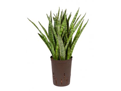 Sansevieria kirki