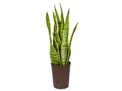 Sansevieria laurentii