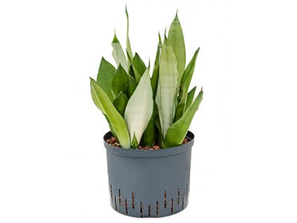 Sansevieria moonshine