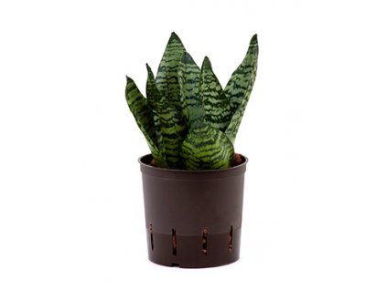 Sansevieria zeylanica compacta