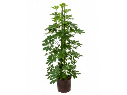 Schefflera arboricola