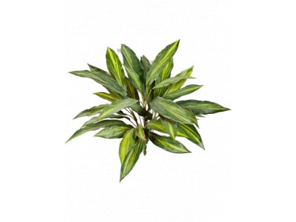dracaena