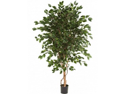 ficus