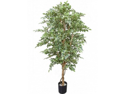 ficus folia