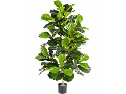 ficus lyrata