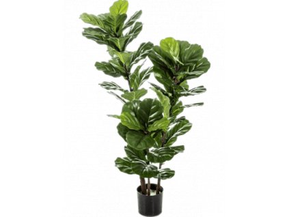 ficus lyrata rozdvojeny