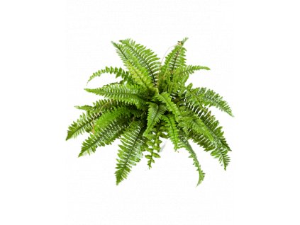 nephrolepis