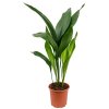 Aspidistra elatior