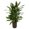 Cordyline glauca
