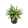 Aglaonema cutlass