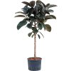 Ficus elastica Abidjan