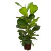 Ficus lyrata