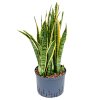 Sansevieria laurentii