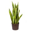 Sansevieria laurentii