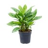 Aglaonema stripes zeminová rostlina