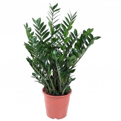 Kulkas zamiolistý - Zamioculcas Zamiifolia - Výška: 100 cm - Průměr: 27 cm