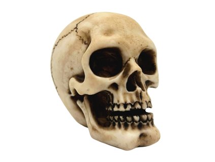 Malý model lidské lebky MC-30683