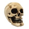 Malý model lidské lebky MC-30683