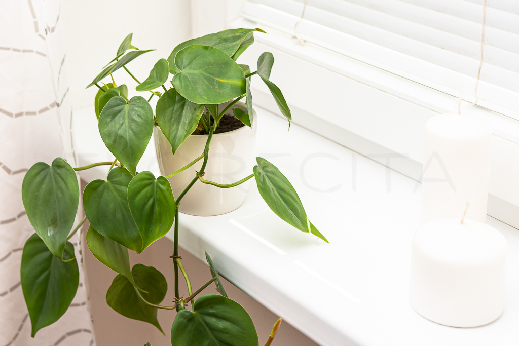 6 tipov na nenáročné izbové rastliny pre začiatočníkov