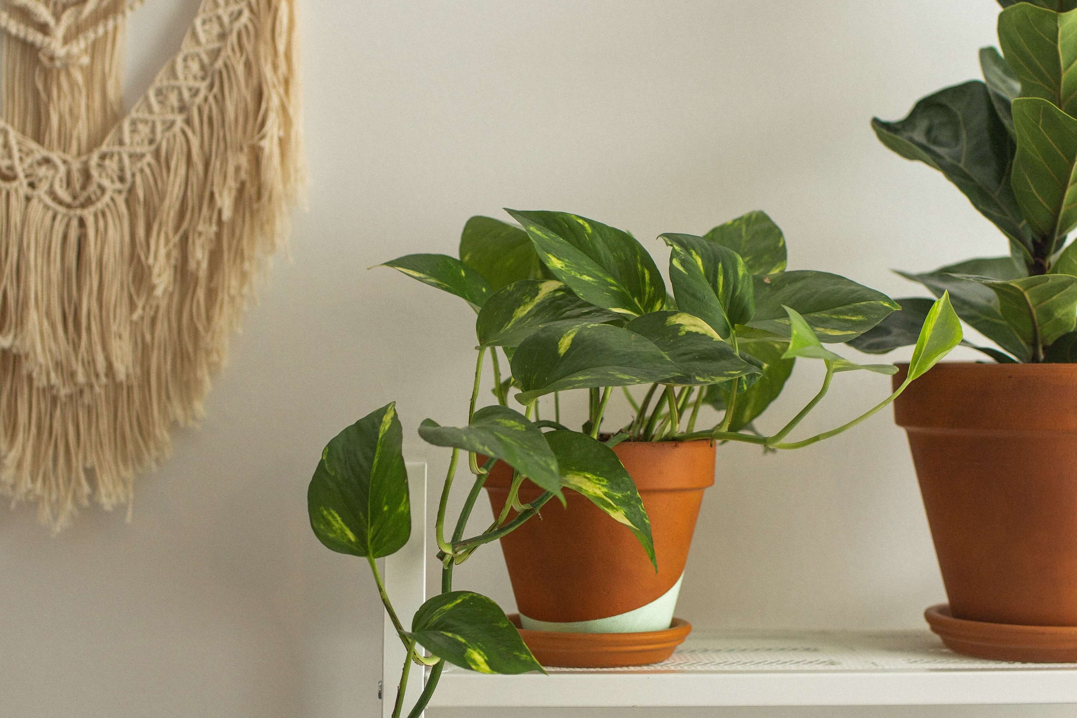 Potosovec: Nenáročná rastlina pre začiatočníkov, ktorú si zamilujete