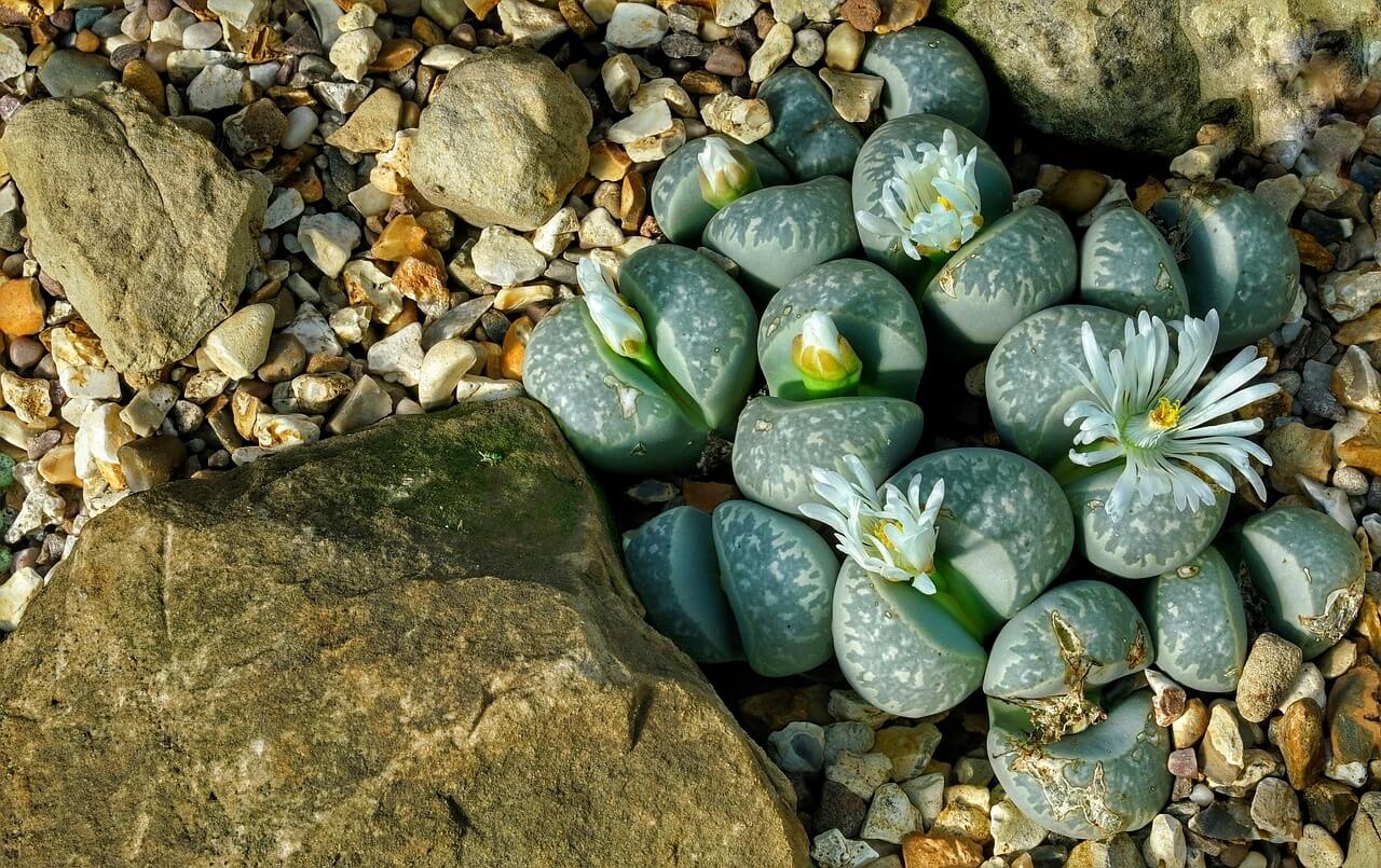 Lithops – kvitnúce kamienky, ktoré milujú najmä deti