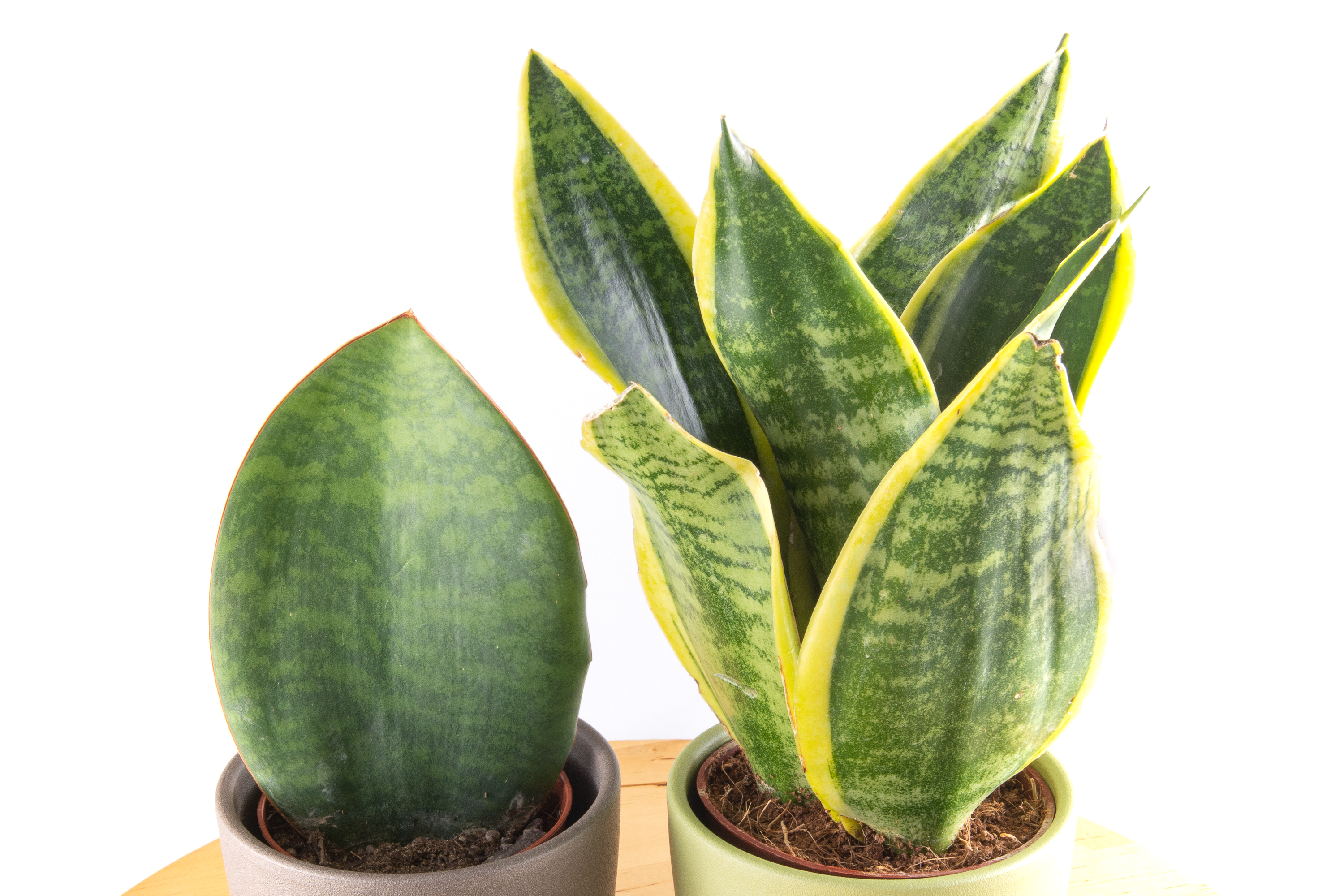 Nenáročná klasika pre každého – Sansevieria (Svokrine jazyky)