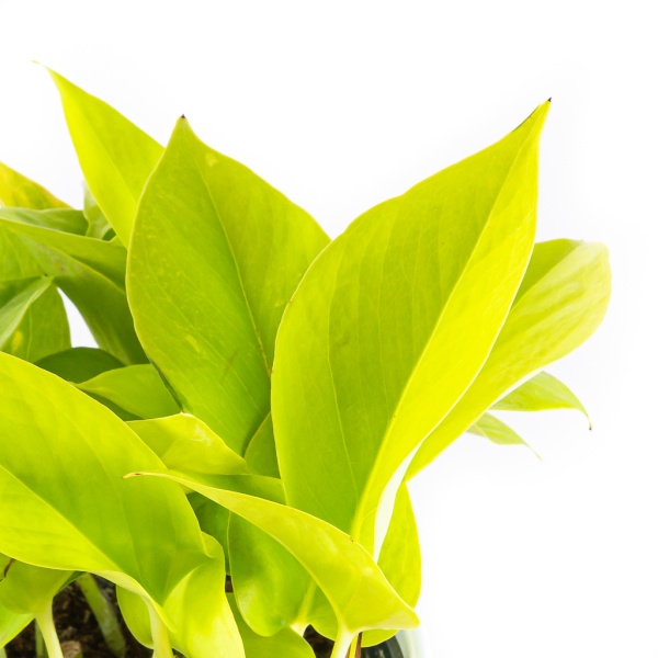 epipremnum-aureum-neon-florecita