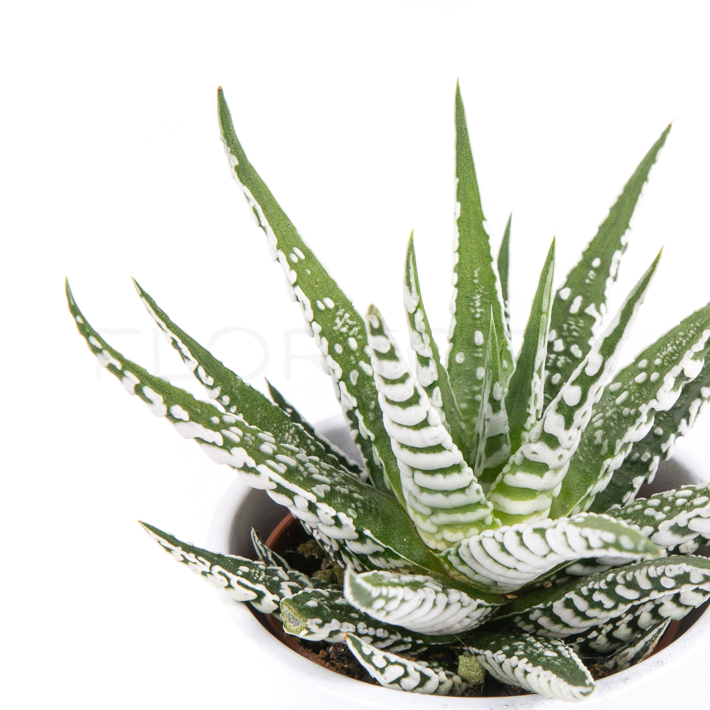 haworthia-florecita-026