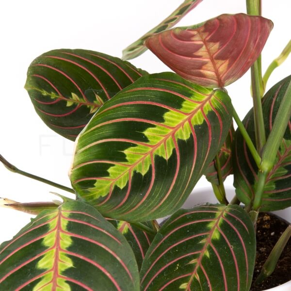 maranta-leuconeura-modlivka