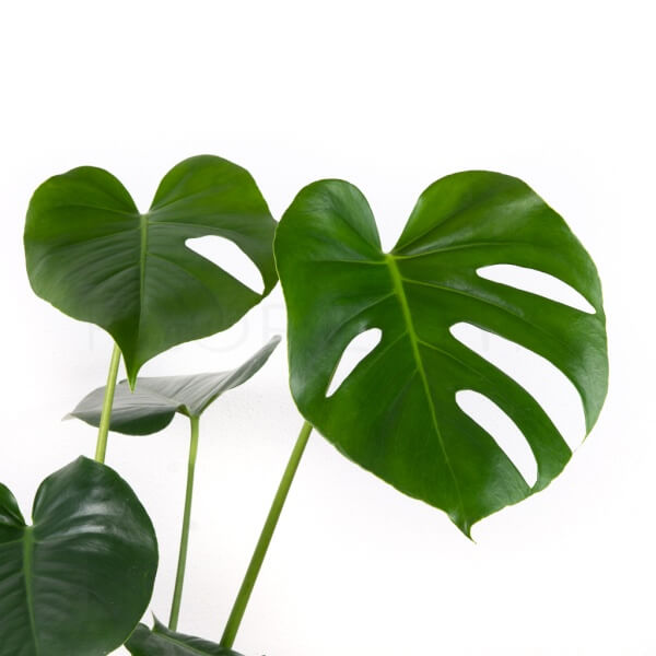 monstera-deliciosa-listy