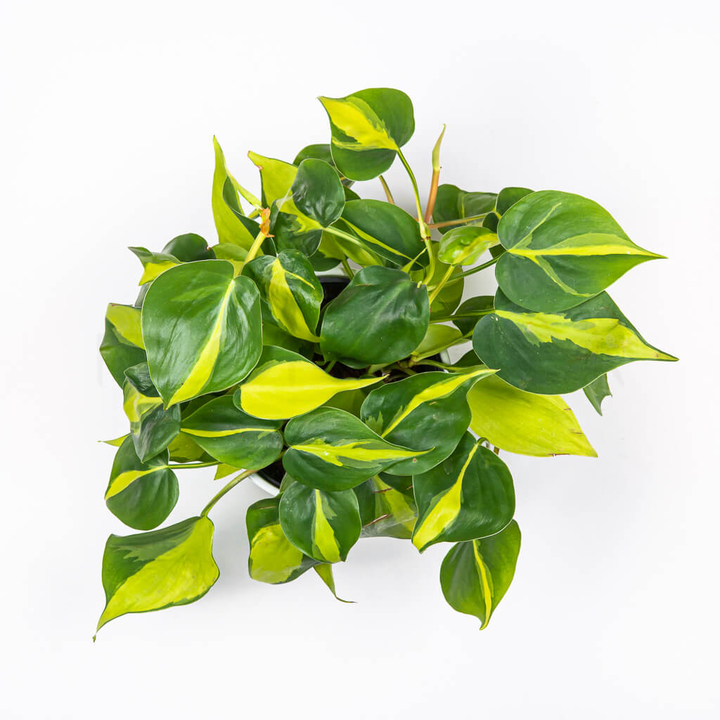 philodendron-brasil-florecita-026