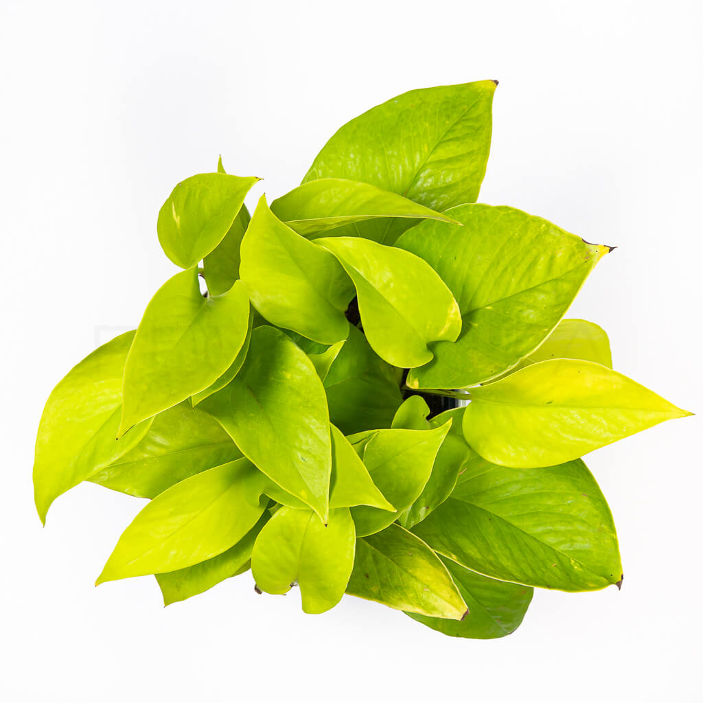 pothos-neon-florecita-026