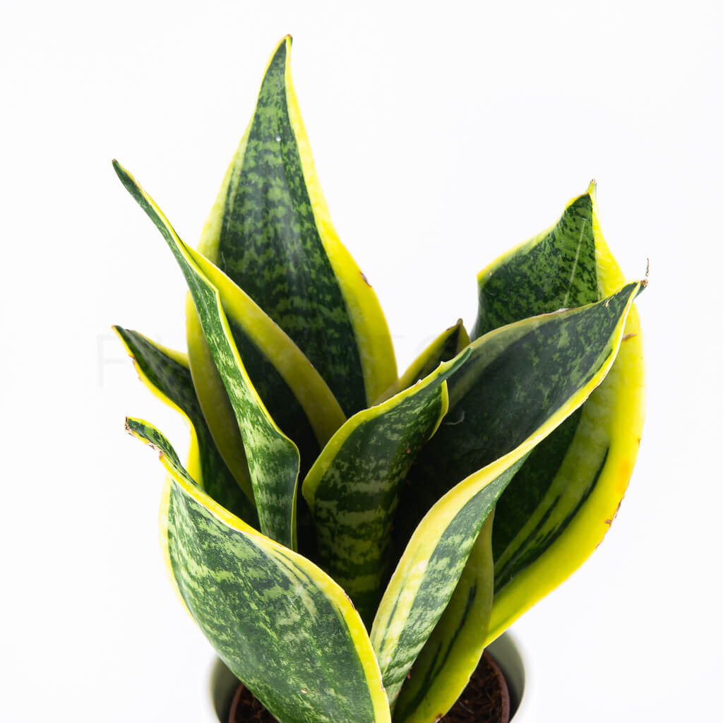 sansevieria-laurentii-florecita-025_1