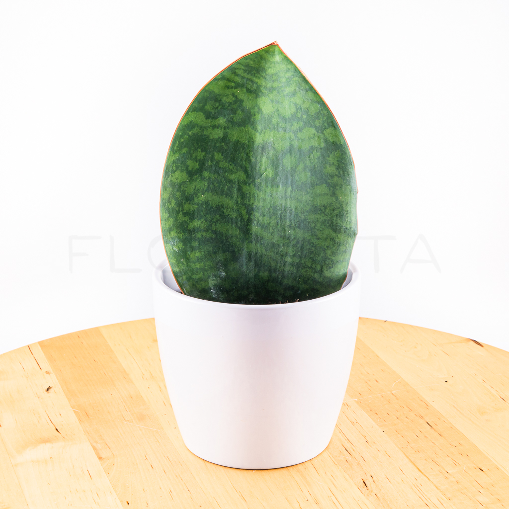 sansevieria-masoniana-victoria-florecita-024