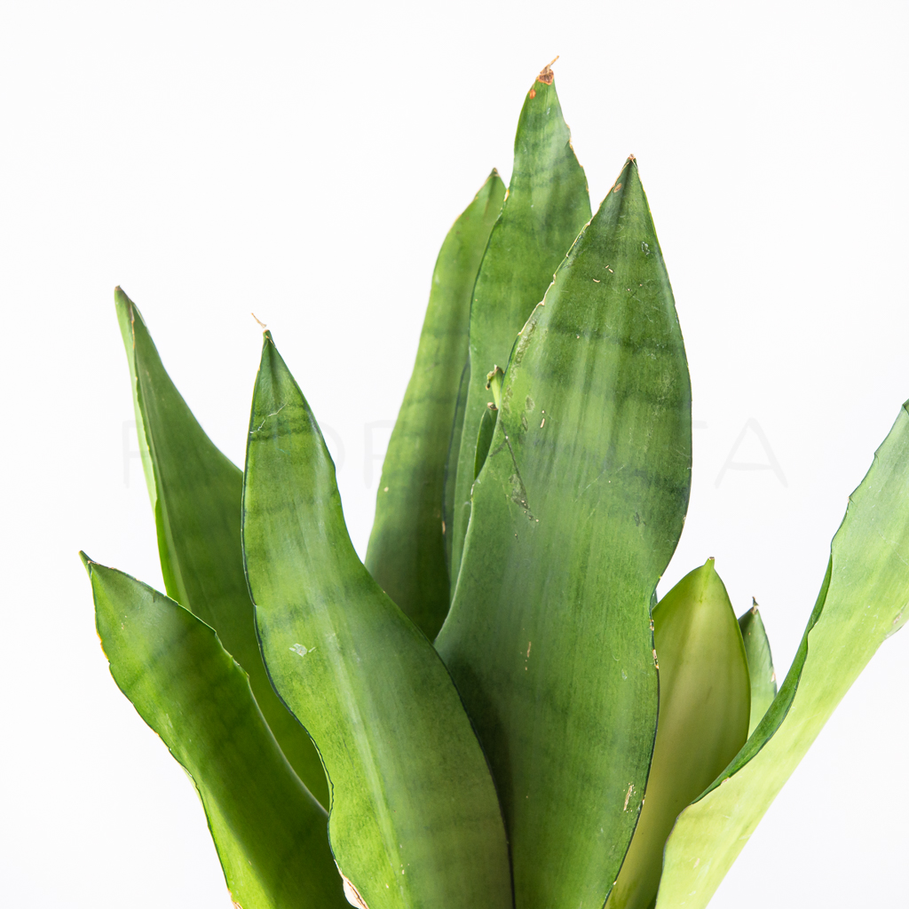 sansevieria-moonshine-florecita-025